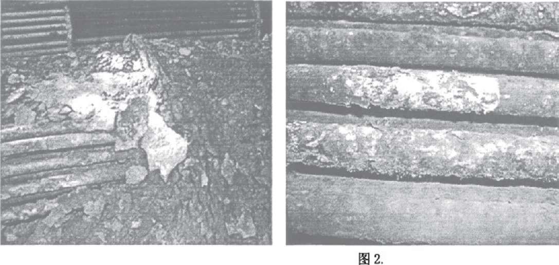 其腐燭形貌如圖2.1、2.2所示